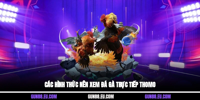 Các hình thức nên xem đá gà trực tiếp Thomo