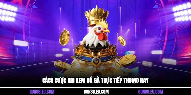 Cách cược khi xem đá gà trực tiếp Thomo hay
