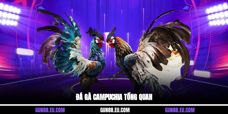 Đá gà campuchia tổng quan