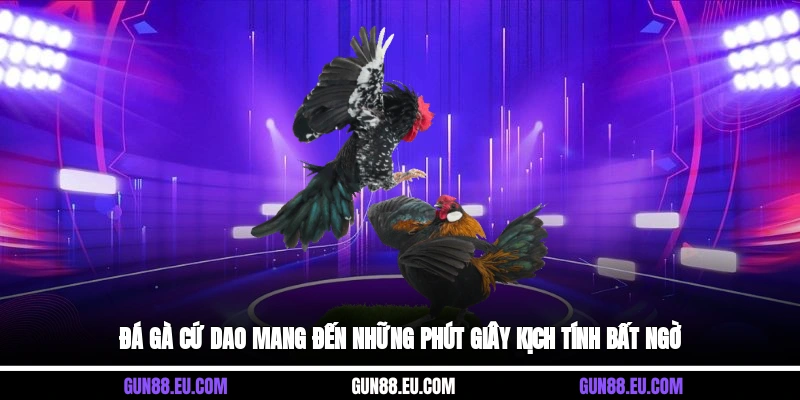 Đá gà cứ dao mang đến những phút giây kịch tính bất ngờ