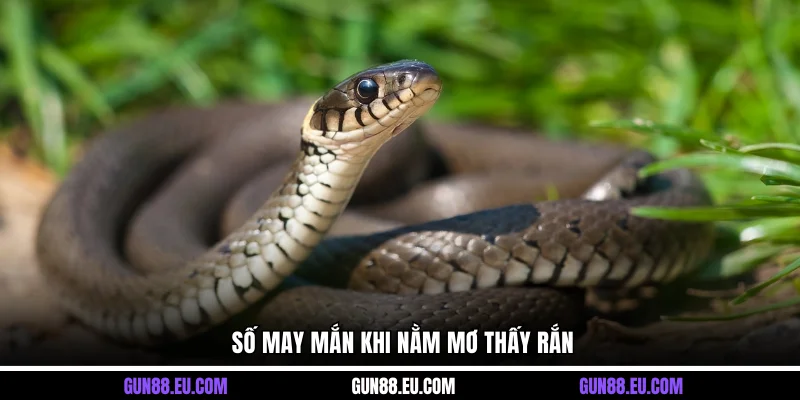 Số may mắn khi nằm mơ thấy rắn