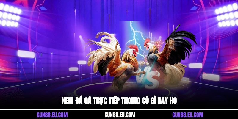 Xem đá gà trực tiếp Thomo có gì hay ho