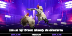 xem đá gà trực tiếp Thomo